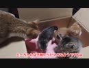 アイちゃんと保護猫たちの初対面貴重映像