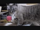 【Jean & Pont 875】若き雄猫ラブくんの腕試し！ジャンくん大人の対応