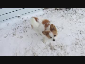 雪の上を駆け回るワンコ（パピヨン）