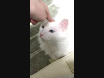 うちのこつぶちゃん(ピンポンver.)