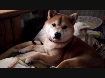 うちの、何も芸をしてくれない柴犬くん