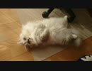 もふもふ
