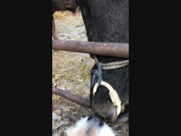 牛と犬、あいさつ