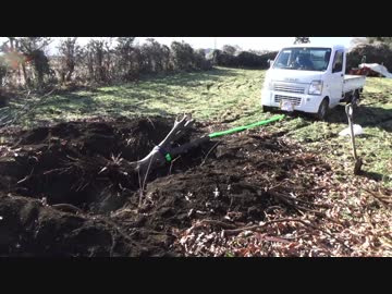 ひよっこ農家　タマネギ苗の失敗と抜根