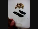 石器ナイフでゴボウを切ってみました