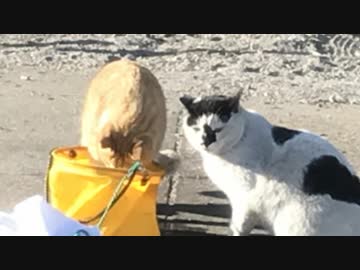 釣り動画ロマンを求めて 130釣目(東扇島西公園）