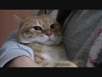 拾いねこ＠生後2047/2014日目　インフルに罹ってしまいました・・ｗ