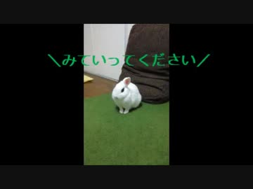 うさぎのおけいこ