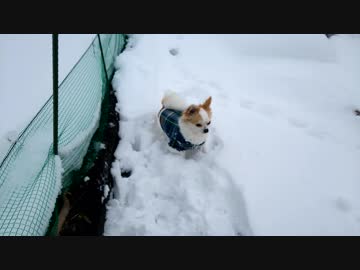 うちの、雪にダイブしたいチワワくん