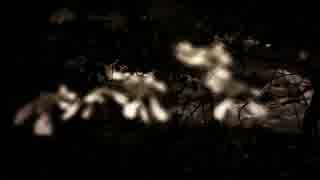 Change Of Focus Video Of River to Flowers　中井川正男