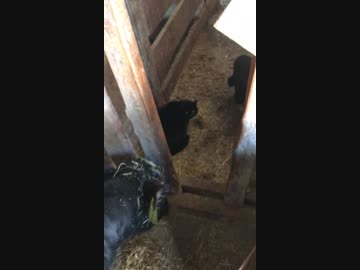 猫のケンカに首を突っ込む子牛