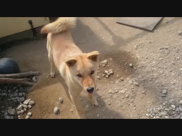 メイリオのバレンタインデー