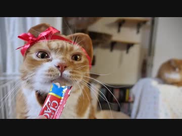 【マンチカンズ】バレンタインのニャンコ