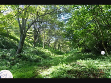 電気イルカの森