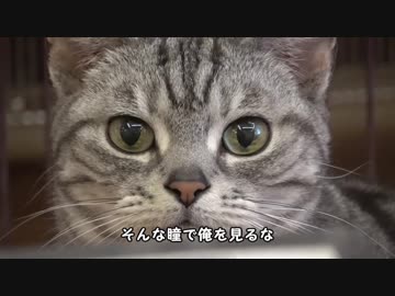 【猫カフェ】ぬこと過ごすバレンタイン（大阪 / 心斎橋）