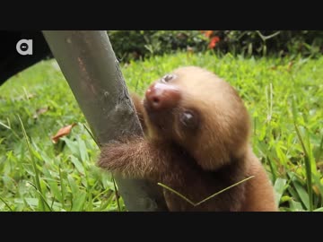 人気の ナマケモノ 動画 106本 2 ニコニコ動画