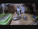 【Jean & Pont 881】保護猫兄弟2度目の譲渡会に向けて準備万端！
