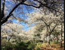 「春の」を歌ってみた「カズ」