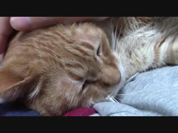 拾いねこ＠生後2049/2016日目　アコ「インフルうつさんといてー」