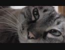 【Jean & Pont 882】籠城の記憶がまだ生々しいあんずちゃんの今後