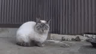 公園の裏に野良猫がいたよ！！！