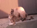 野良猫のの交尾！！よく腰が動いてます☆