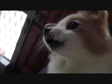 吠えるワンコ（パピヨン）