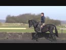 Action Horses　馬