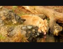 A Lion Eating　池田卓矢