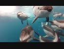 GoPro- Swimming with Dolphins - Santa Cruz, CA