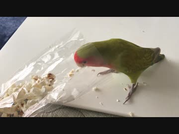 ポップコーン熱なインコ