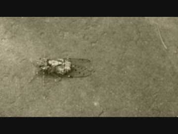 【わたへ～】うつせみはうたをうたう【オリジナル】