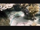 新田佳也子おススメの青い海とサンゴ礁