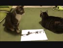 【こげつく】企画①またたびをあげてみる