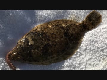 釣り動画ロマンを求めて 131釣目(福浦岸壁：長浜水路河口）