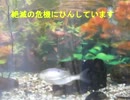 淡水魚　ヤリタナゴ