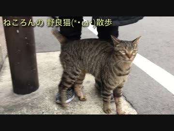 【野良猫】毛並が綺麗なキジトラちゃんが甘えてきた☆Stray cats that amped up