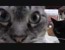 【Jean & Pont 884】保護猫一時預かり中にもジャン＆ポン不変の愛