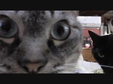 【Jean &amp; Pont 884】保護猫一時預かり中にもジャン＆ポン不変の愛