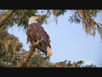 ワイルド_ライフ with バーティ・グレゴリー ep03