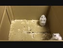 ハムスターお見合い大作戦