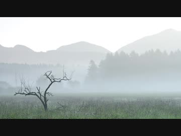 常雨の湿地帯