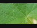きゅうり栽培実況vol.23　いちばん困ってる害虫について
