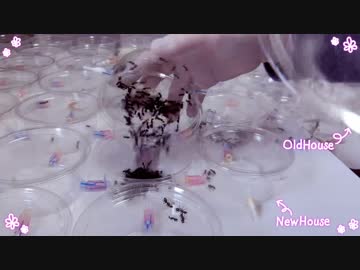 じょうおうあーちゃんのたまごにっき　その24