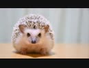 ハリ活.vol 27 ~可愛すぎか！！~