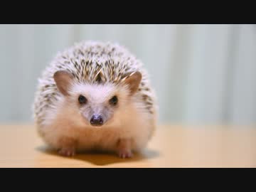 ハリ活.vol 27 ~可愛すぎか！！~