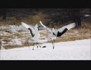 タンチョウの優雅な舞 観ませんか？ (っ´ω`c)ﾓｷｭ♡ Grus  japonensis elegant courtship dance 2018-02-17撮影