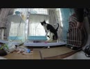 【Jean & Pont 886】保護猫一時預かり２ヶ月半 2度目の譲渡会３日前