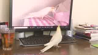 このうるさいの誰？それはオカメインコのカメちゃん