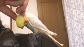 オカメインコのカメちゃん 肩の上が好き